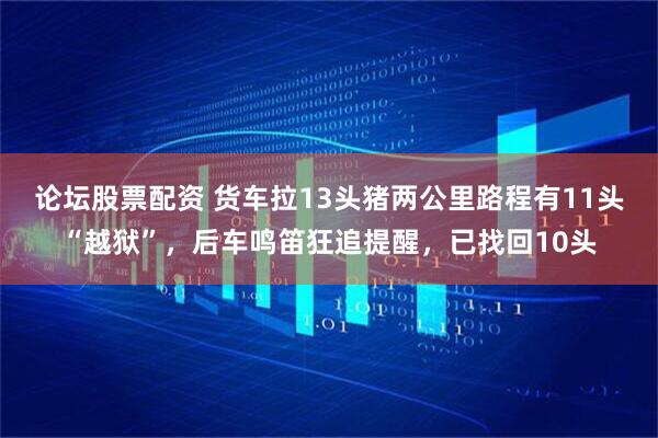 论坛股票配资 货车拉13头猪两公里路程有11头“越狱”,后车鸣笛狂追提醒,已找回10头
